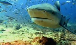 鲨鱼视频,探索海洋奥秘，畅游虚拟海洋世界